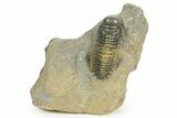 Paralejurus Trilobite With Crotalocephalina & Reedops #372409-1